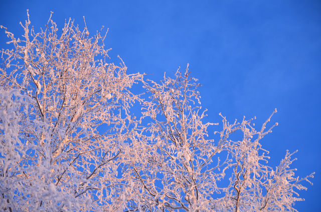樹氷