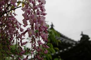 藤とお堂