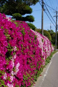 つつじ