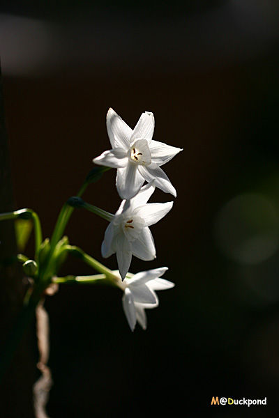 jan26_8_12