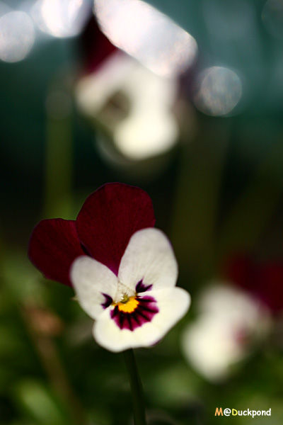 feb4_1_12