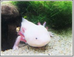 111116paxil_photo
