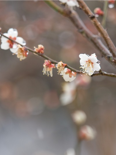 梅。