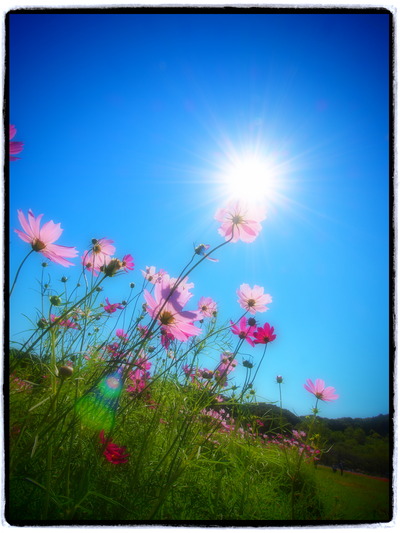 cosmos2