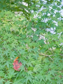紅一点