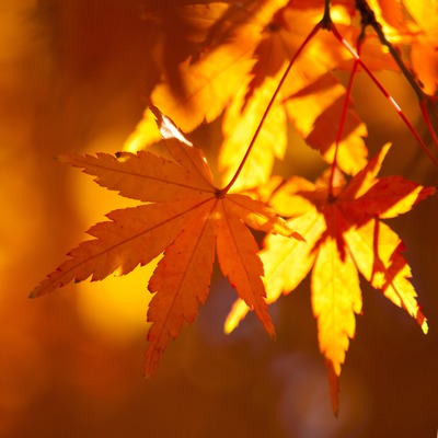 紅葉