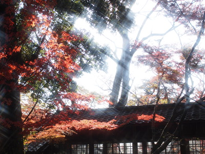 キラキラ紅葉。