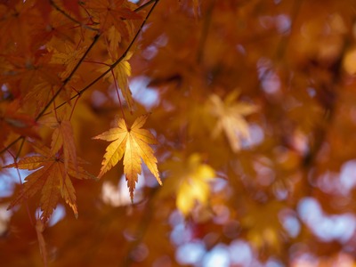 紅葉