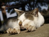 伸びネコ。