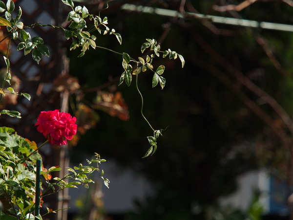 E-M5+M.ZD40-150mmPRO+MC-14