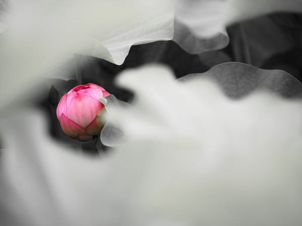 2M170161_rc_R