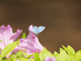 てふてふ。