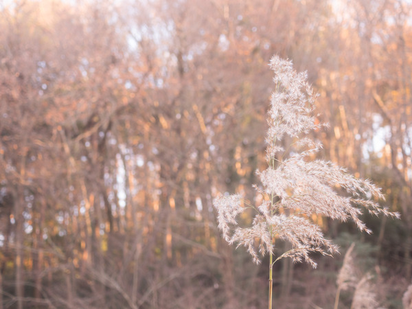 2M170190_rc