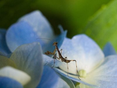 カマキリonアジサイ