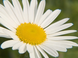 白花。