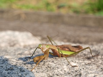 笑うカマキリ。