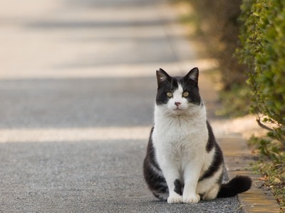 良くある猫。