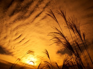 夕すすき。
