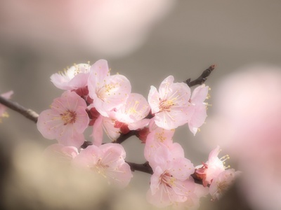 ふんわり梅。