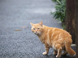 とらじま