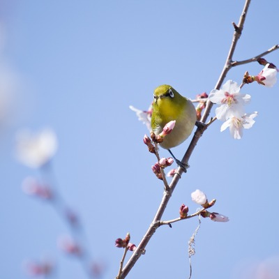 めじろ。