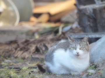 おすましにゃんこ。