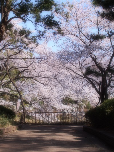 サクラを望む。