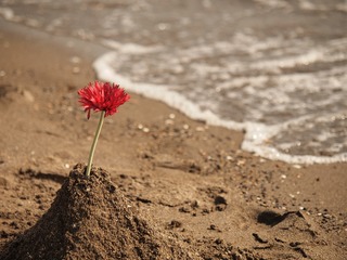 お花。