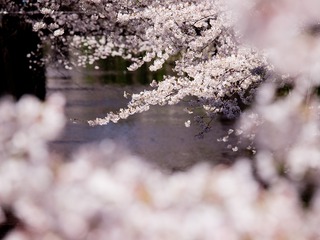 桜雲