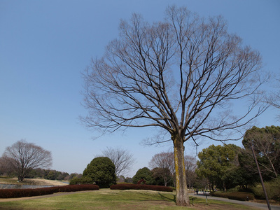 大きな空。大きな木。