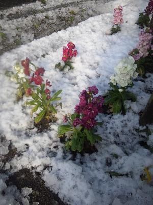 120124雪