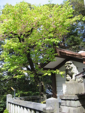 kifune1