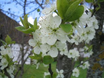 apfelblueten
