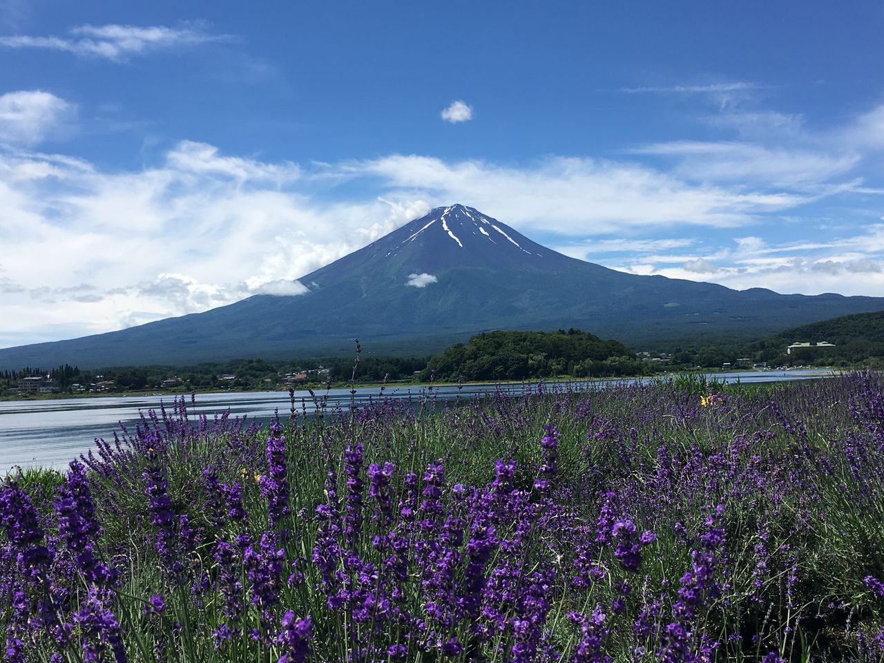 20170705lavender3