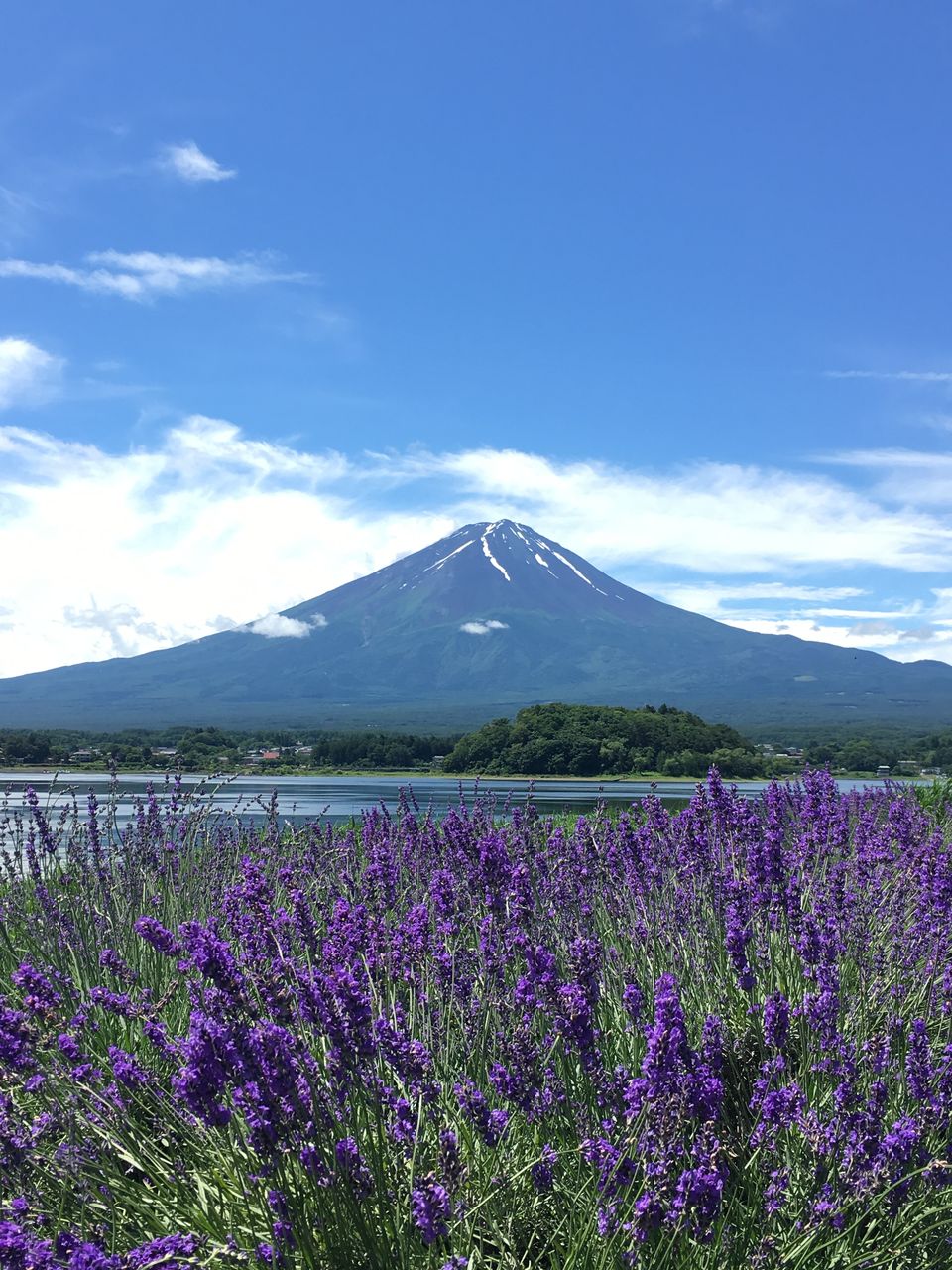 20170705lavender2