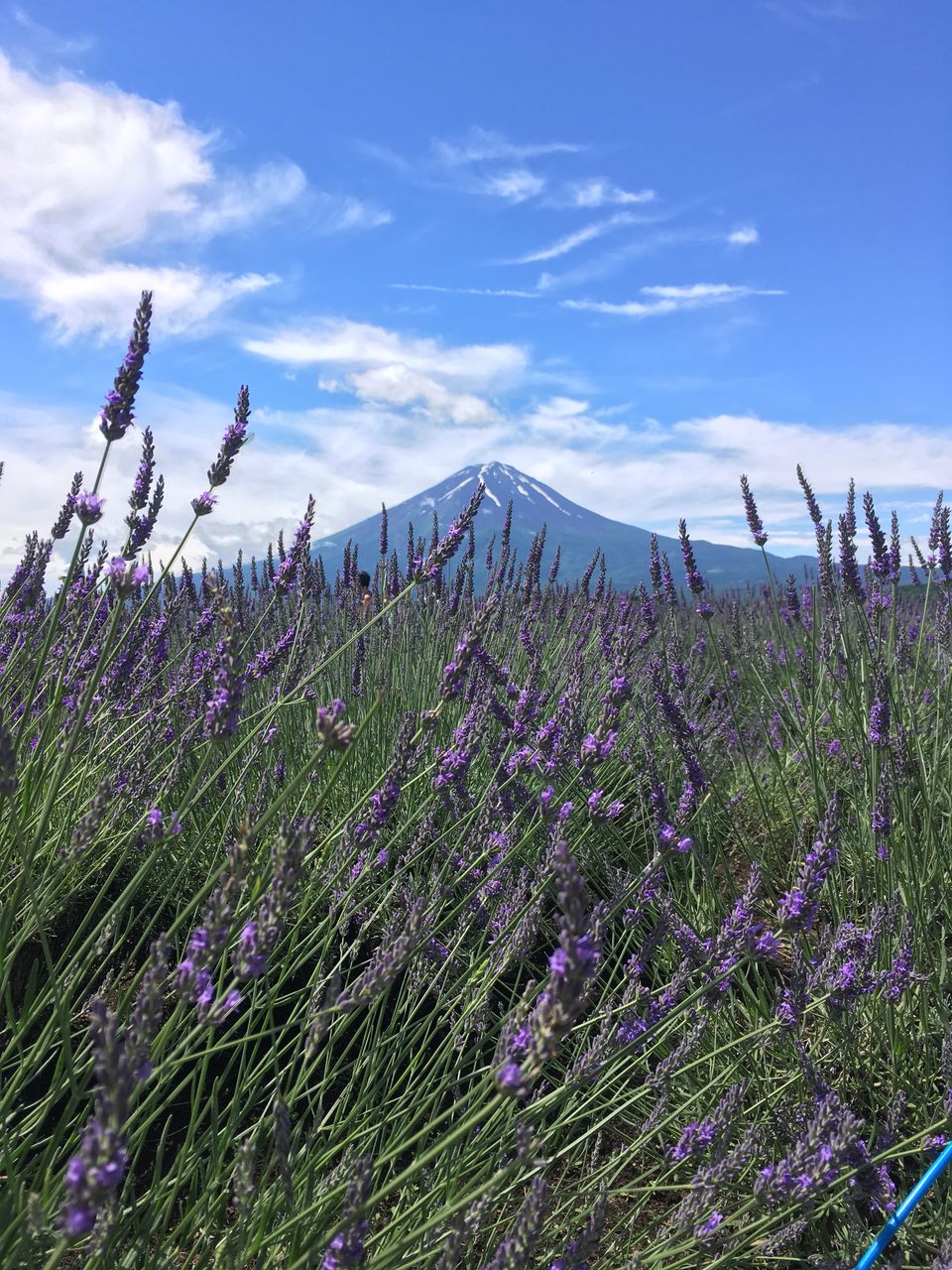 20170705lavender1