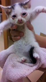 ぬこ1三毛猫♀