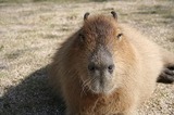 カピバラ