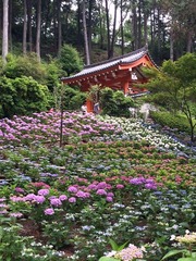 Image-3