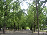 熊本県庁前並木道