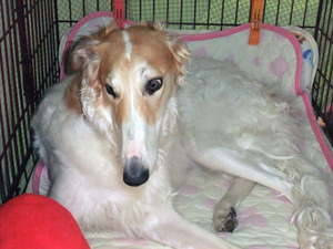diana20110517