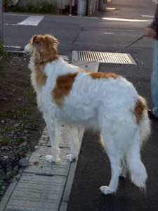 diana20120512