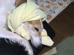 diana20120504