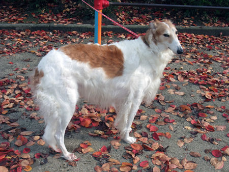 diana20121113