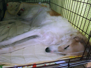 diana20120204