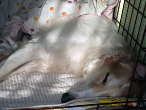 diana20120126