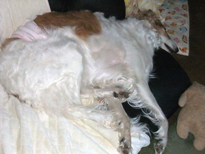 diana20120414