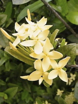 Tirtagangga9