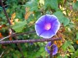 asagao071025