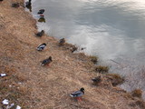 magamo080114_4931